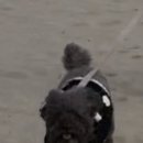 로제펫샵 이미지