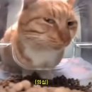 어라 PC 방이네 | [카타르]_DOH - ZAG 비행 일기ㅣ두 번째 어세스+자그레브 시내 여행