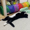 엉클펫 | 집사 추천 고양이 탈취제 | 펫쉴드 항균탈취 스프레이 사용후기