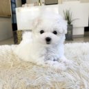 코코독(cocodog) 이미지