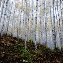 자작나무숲 주차장 이미지