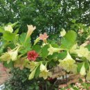 수목농장 이미지