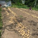 감자수확일 이미지