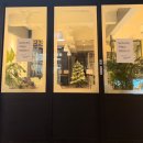 돌삼(Dolsam) 이미지