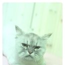 루시펫살롱 이미지