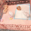 푸른들동물병원 이미지