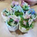 솔아로마