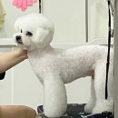 가장 아름답개 이미지