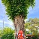 화원유치원 이미지