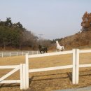 홍성군승마장 이미지
