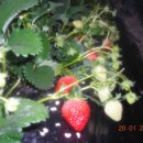 한솔이네농장 이미지