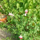 핫립세이지 Salvia microphylla 이미지