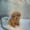 내사랑땡구 이미지