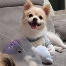 채리애견샵 | 강아지 간식 수제 케이크 애견 미용 후 구입 먹여본 후기(시츄와 포메라이언)