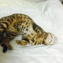 로얄메드 이미지