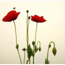 금 강  2 이미지