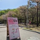 홍천 비발디 봄봄 벚꽃 축제 방문후기 공연정보