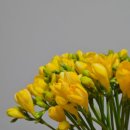 프리지아 | 꽃정기구독 처음 해봤는데, 유스풀몰 프리지아 50줄기 솔직 후기