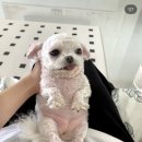 투빈