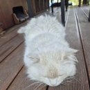 카페361