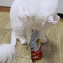 네츄럴트리트 이미지