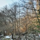 치악산둘레길 9코스 자작나무길 이미지