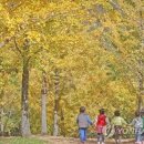 은행나무 이미지