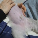 멍냥이방앗간 이미지