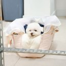 큐티펫 | 서울 강아지 동반 가능한 펫 프렌들리 도자기 공방 기린굴