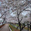 경북대 서문교차로 | 대구벚꽃명소 꽃보라동산 실시간 후기와 꽃보라동산 주차꿀팁