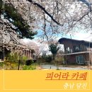 당진 청보리 카페 피어라, 벚꽃 시즌 방문 후기 (주차·웨이팅·애견동반 정보)