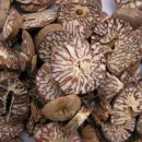 쪽빛나라 이미지