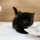 미오미오 고양이분양 이미지