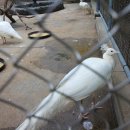 문동일셰프녹차고을 이미지