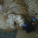 마이뷰티독 | 강서구도기도기와 김포 뷰티인독 두곳 다 실력이 좋은데,,,강서구 분은 도기도기를 추천!! 김포분은...