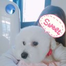 봉순이네 펫살롱 이미지