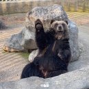 GS25세종파크점 | 세종 베어트리파크 단풍축제 입장료 내돈내산 후기