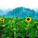 산수화농장 이미지