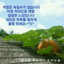 애호박 효능으로 건강한 삶 유지해보세요 이미지