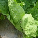 어미들 농장 이미지