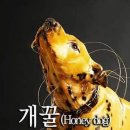 개꿀 이미지