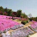 전라북도 여행지 진안 꽃잔디 동산에 불두화 축제 이미지