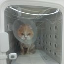 고양이미용 우다다냥 이미지