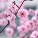 행복한 꽃 이미지