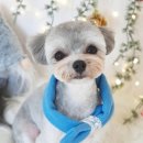 솔펫살롱 이미지