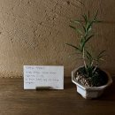 느긋한 시절 이미지