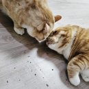귤냥 | [귤냥 감귤밭카페] 고양이 캣닢 리뷰