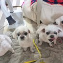 주식회사 아임건강 | [고객 리얼 후기] 다둥이 집사 필수템 두즈 드라이기!