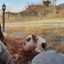 [시흥 물왕저수지 맛집] 백세풍천장어 솔직 후기(feat. 들고양이)
