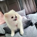 우다다애견 이미지